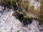 Click to enlarge Blue Mounds State Park, Minnesota, United States. Cactus. One of the only places in MN you