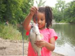 Click to enlarge Alexander Ramsey Park, Minnesota, United States. Rainbow trout, caught in the river