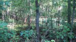 Crow Wing State Park, Minnesota, United States. A lot of the woods were flooded in areas.