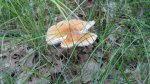Click to enlarge Crow Wing State Park, Minnesota, United States. A mushroom.