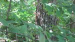 Crow Wing State Park, Minnesota, United States. This squirrel wasn