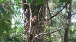 Crow Wing State Park, Minnesota, United States. This squirrel wasn