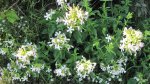 Crow Wing State Park, Minnesota, United States. Flowers.