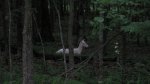 Father Hennepin State Park, Minnesota, United States. Albino deer.
