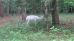 Father Hennepin State Park, Minnesota, United States. An albino deer!?