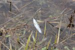 Fort Ridgely State Park, Minnesota, United States. Isn