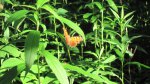 Frontenac State Park, Minnesota, United States. An orange butterfly.