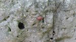 Click to enlarge Frontenac State Park, Minnesota, United States. A spider. These little guys were all over near the shore.