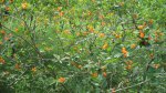 Frontenac State Park, Minnesota, United States. Some orange berries.