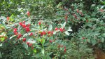 Frontenac State Park, Minnesota, United States. Some red berries.