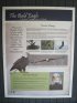 Frontenac State Park, Minnesota, United States. The Bald Eagle.