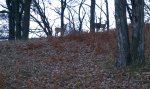 Click to enlarge Glendalough State Park, Minnesota, United States. Deer near Sunset Lake