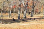 Click to enlarge Glendalough State Park, Minnesota, United States. Turkeys!