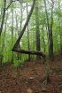 Click to enlarge Tishomingo State Park, Mississippi, United States.