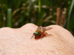 Click to enlarge Glacier National Park, Montana, United States. There actually were very few bugs in this park. I was in a swampy area and this guy wouldn