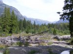 Click to enlarge Glacier National Park, Montana, United States. You could really see the circle of a forests life in this park. Though there were many dead/burnt trees, you could see quick undergrowth coming up and the forest surviving very well!