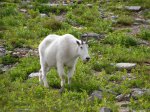 Click to enlarge Glacier National Park, Montana, United States. Mountain Goat. We came across several of them on the Hidden Lake Nature Trail.