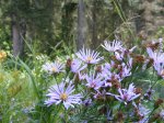Click to enlarge Glacier National Park, Montana, United States. Flowers.