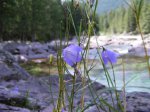 Click to enlarge Glacier National Park, Montana, United States. Flowers.