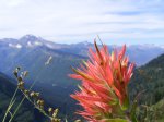 Click to enlarge Glacier National Park, Montana, United States. Flowers and mountains.