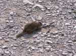 Click to enlarge Glacier National Park, Montana, United States. Friendly squirrel!