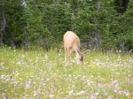 Click to enlarge Glacier National Park, Montana, United States. Wildlife