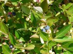 Click to enlarge Bear Brook State Park, New Hampshire, United States. When in season, wild blueberries are all over the place.
