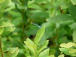 Click to enlarge Bear Brook State Park, New Hampshire, United States. Damselfly