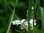 Click to enlarge Bear Brook State Park, New Hampshire, United States. White flowers.