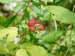Click to enlarge Bear Brook State Park, New Hampshire, United States. wild raspberries!
