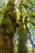 Click to enlarge Government Island State Rec Area, Oregon, United States.