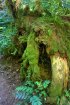 Click to enlarge Government Island State Rec Area, Oregon, United States.