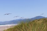 Harris Beach State Park, Oregon, United States. Coastal Beach looking North from Harris Beach near Gold Beach