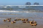 Click to enlarge Barview Jetty Park, Oregon, United States.
