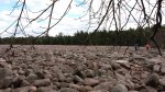 Click to enlarge Hickory Run State Park, Pennsylvania, United States. Boulder Field is a National Natural Landmark