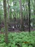 Colleton State Park, South Carolina, United States. Colleton Swampy area