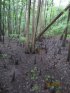 Colleton State Park, South Carolina, United States. Colleton Swampy area from walking path