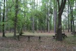 Colleton State Park, South Carolina, United States. Picnic area
