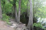 Colleton State Park, South Carolina, United States. Swamp area