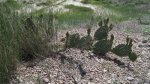 Click to enlarge Badlands National Park, South Dakota, United States. A good sized cactus!