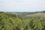 Black Hills National Forest, South Dakota, United States. 
