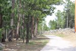 Black Hills National Forest, South Dakota, United States. Tons of pine trees in the black hills.