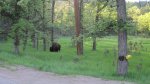 Click to enlarge Custer State Park, South Dakota, United States. Bison roam the park.