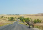 Click to enlarge Custer State Park, South Dakota, United States. Donkey-beggars on a road in Custer Park