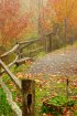 Great Smoky Mountains National Park, Tennessee, United States. 