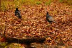 Great Smoky Mountains National Park photo 4
