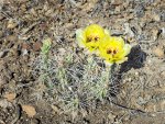 Click to enlarge Big Bend National Park, Texas, United States. Blooming yellow flowers cactus Grusonia grahamii.