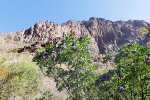 Click to enlarge Big Bend National Park, Texas, United States. Blooming Sophora mountains in the background. Big Bend National Park, Texas, United States