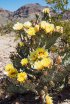 Click to enlarge Big Bend National Park, Texas, United States. Flowering bush desert prickly pear (Opuntia phaeacantha) against the backdrop of the mountains in the National Park Big Bend, Texas, United States