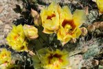 Click to enlarge Big Bend National Park, Texas, United States. Flowering bush desert prickly pear (Opuntia phaeacantha) against the backdrop of the mountains in the National Park Big Bend, Texas, United States